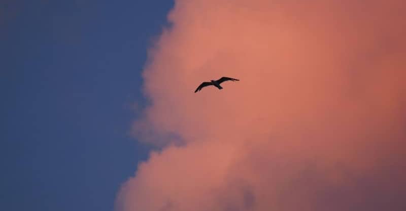 A bird flies through a pink cloud at sunset.