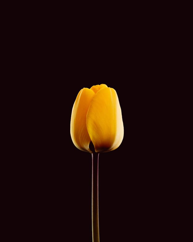 A single yellow tulip against a dark background