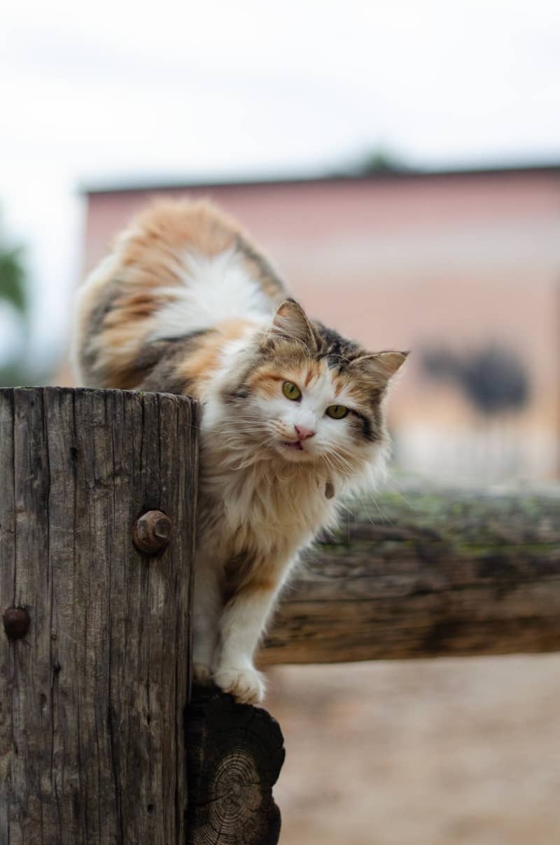 A cat sitting on top of a wooden fence