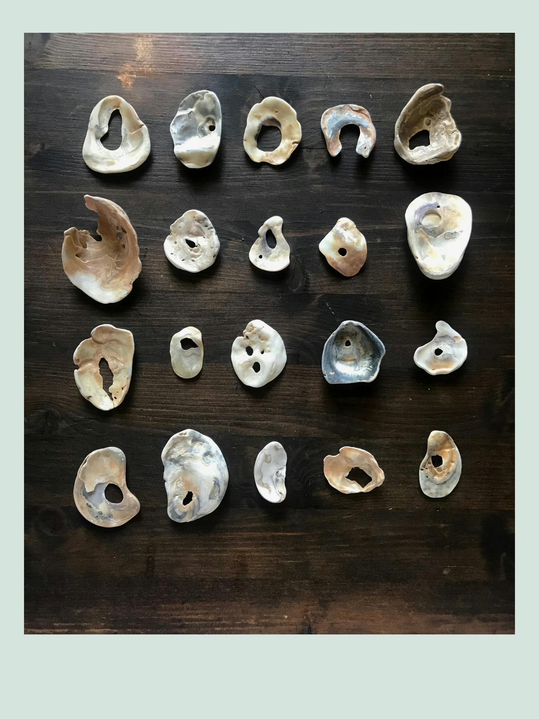 a collection of oyster shells, ranging from blue to orange-peach to white, is placed in rows on a desk. Each shell has its own unique shape, but all of them have a gap or opening somewhere in them.