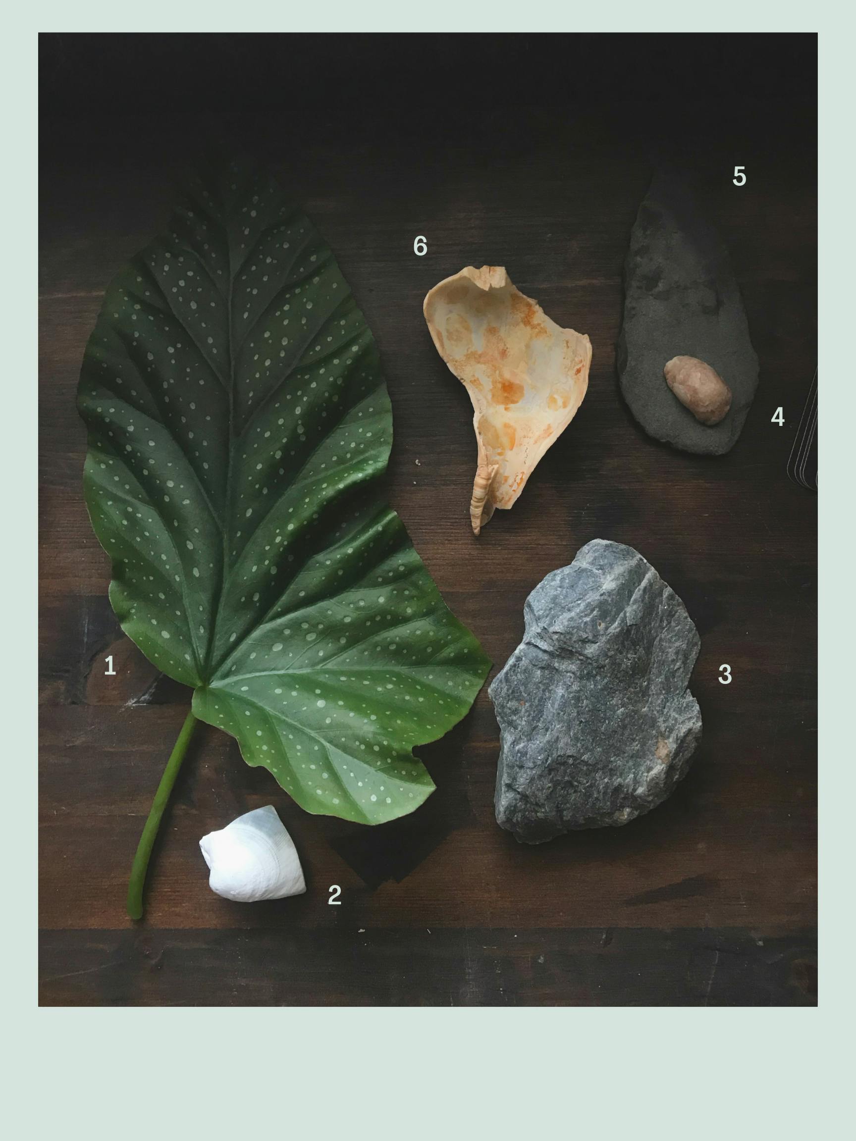 a collection of objects, labeled with small numbers, sits on a desk. From left to right, a leaf from a begonia plant, a broken white and blue shell, a gray rock about the size of a fist, a peach colored rock, a piece of slate, and an orange shell.