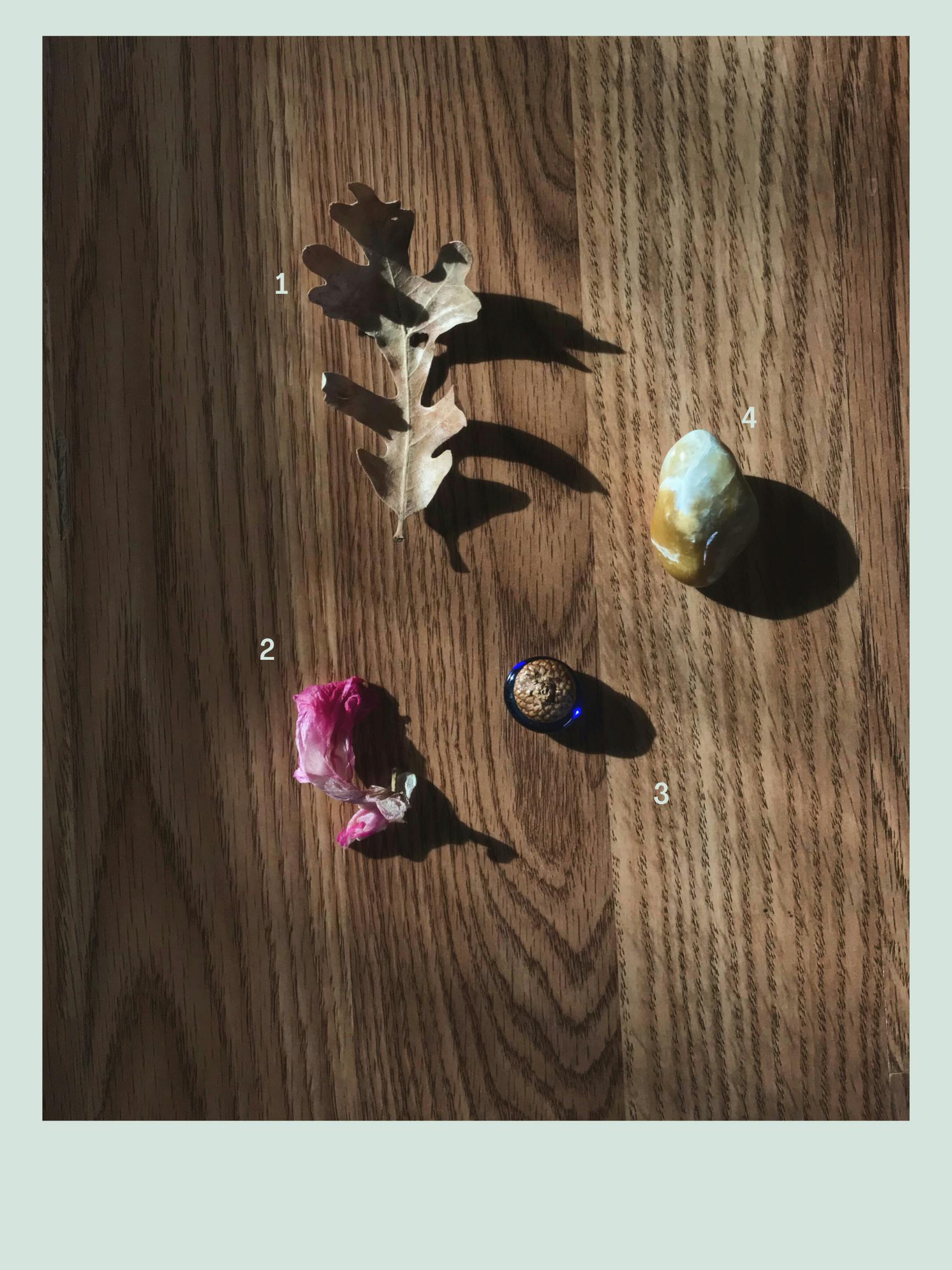 A collection of objects, labeled with small numbers, sits on a desk. From left to right, a dried oak leaf, a dried pink christmas cactus blossom, a blue marble with an acorn cap attached to it, and a white and orange rock that's been through a rock tumbler.