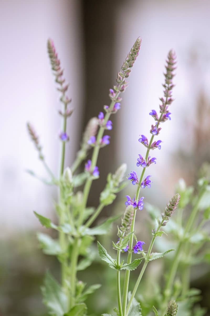 Purple flowers bloom on tall green stems.
