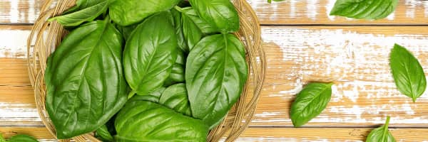 basil