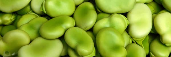fava beans