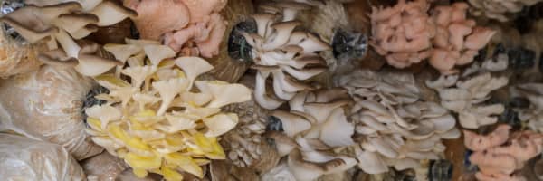 a cluster of oyster mushrooms