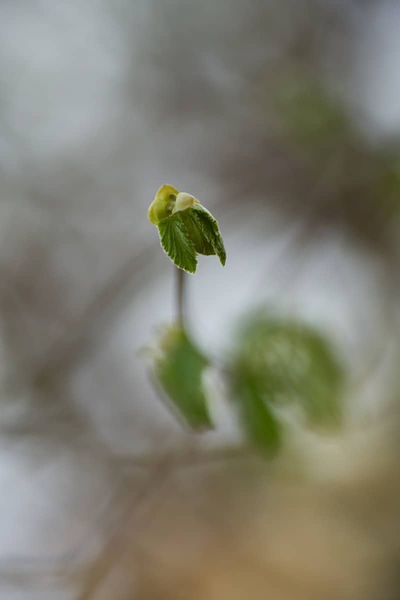 Fresh, green leaves emerging from a branch.