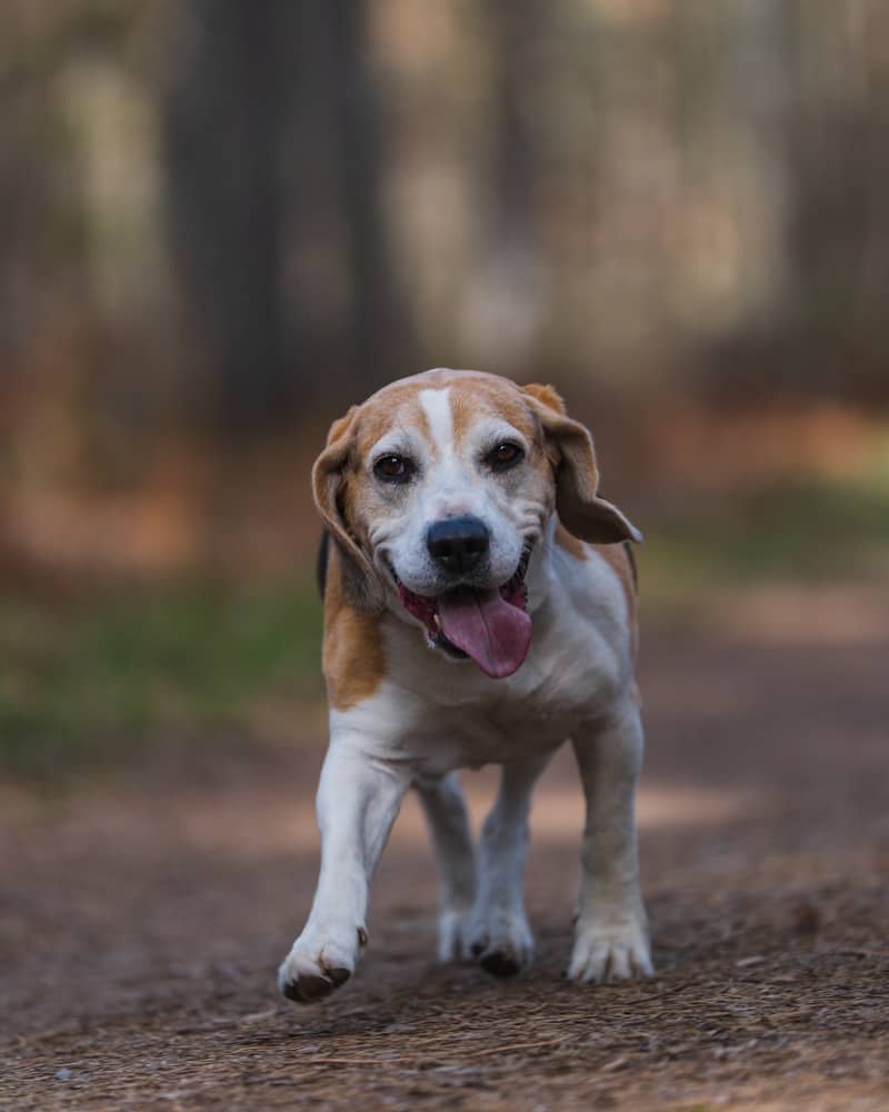 Happy beagle running on a trail.