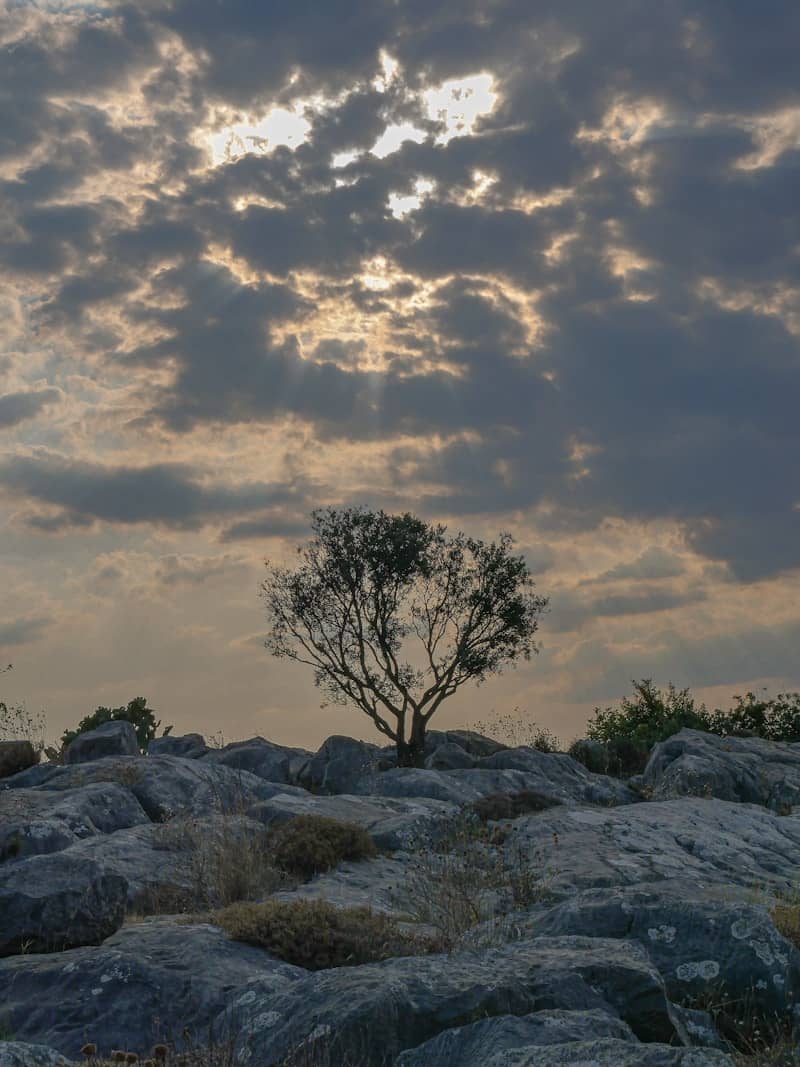 A lone tree sitting on top of a rocky hillside