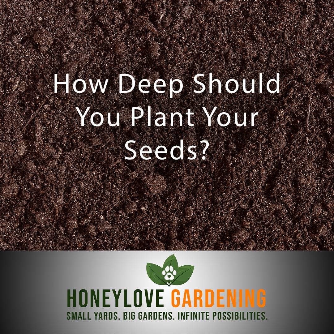 🌱 How deep should you plant your vegetable seeds?

If you’ve ever planted seeds too deep and they never sprouted—or too shallow and they dried out—you’re not alone. Seed depth is one of the biggest mistakes beginners make!

Here’s a simple rule: Plant seeds 2-3 times as deep as their size.

✅ Tiny seeds (lettuce, carrots) – ¼ inch deep
✅ Medium seeds (beans, spinach) – ½ inch deep
✅ Large seeds (peas, squash) – 1 inch deep

Why does this matter?

👉 Too deep = The seed runs out of energy before reaching the surface.
👉 Too shallow = It dries out or gets washed away by rain.

The good news? You don’t have to guess anymore!

📌 Grab my FREE Beginner's Garden Checklist in this Saturday's newsletter

👉 designbuildgrow.honeylovegardening.com

or click the link in my bio

#GardeningForBeginners #GrowYourOwnFood #SeedStarting #GardeningTips #SmallSpaceGardening #Homesteading #GardenPlanning #SelfSufficiency