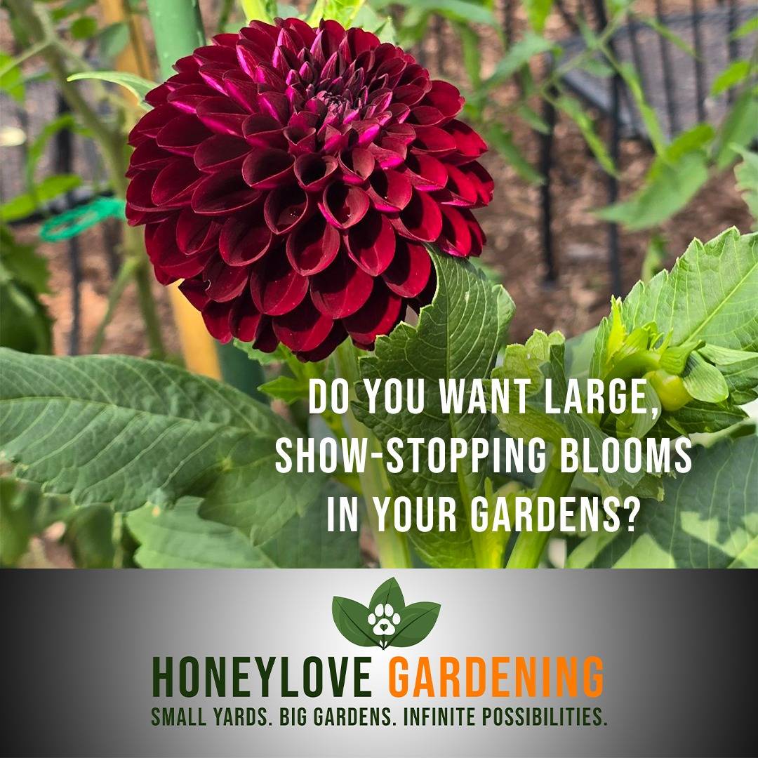 Here are 5 simple things we do to we fill our gardens with large, show-stopping blooms - despite having a small yard and no fancy equipment.

1. Deadhead Regularly ✂️
We remove spent flowers to redirect energy into producing new blooms instead of seeds. Snip just above a leaf node to encourage branching and more flowers.

2. Feed the Blooms 🌱
We use a phosphorus-rich fertilizer (like bone meal) every 2-4 weeks to support strong flower production. We also avoid too much nitrogen—it’ll grow leaves, not flowers!

3. Water Deeply & Consistently 💦
Flowers thrive with deep, consistent watering, especially during dry spells. So, we water at the base in the morning to keep roots hydrated and prevent disease.

4. Give Them Space & Sun ☀️
While we might crowd our veggies, we ensure plants aren’t overcrowded, so they get proper airflow and sunlight (most blooms need 6+ hours of direct sun). Too much shade often leads to weak, leggy growth.

5. Pinch & Prune for Bushier Growth 🌿
For plants like dahlias and zinnias, we pinch the tips when they’re young to encourage more stems and bigger blooms. Pruning weak or damaged growth keeps the plant focused on producing flowers.

More in this Saturday’s Newsletter 👇
designbuildgrow.honeylovegardening.com

or click on the link in our bio

#gardening #gardeninspiration #smallyardsbiggardens