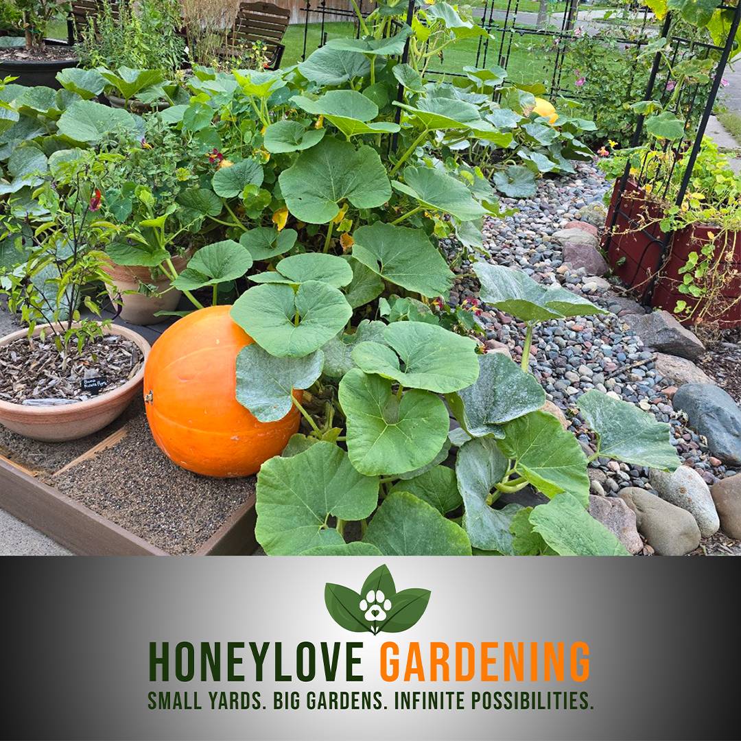 You can grow giant pumpkins in a small yard. Just sayin'.

Follow if grow food in a small space.

#SmallYardsBigGardens #FrontYardVegetableGardens #Gardening