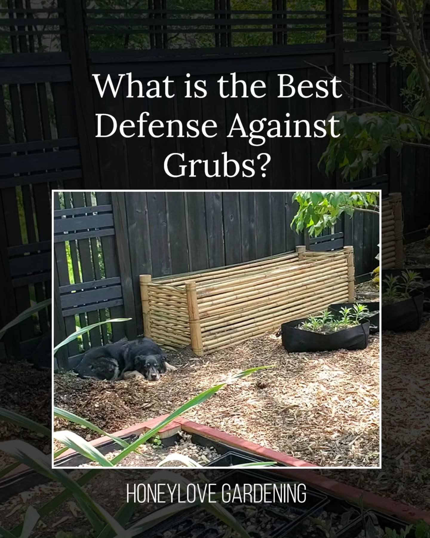 Comment "GRUBS" if you don't want to deal with them this year and I'll send you a link to download the step by step checklist for free (I usually only share this  inside my Beginner’s Gardening Kit). 🎁