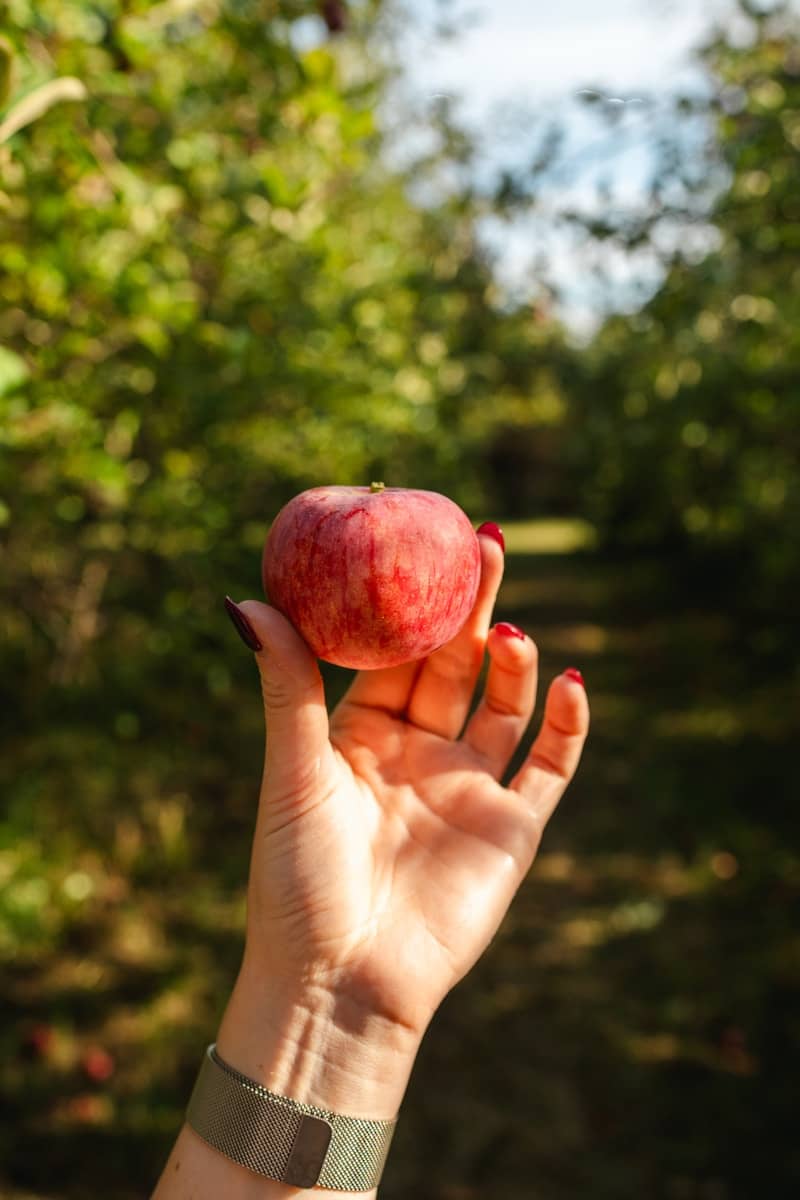 A hand holding an apple in front of a forest