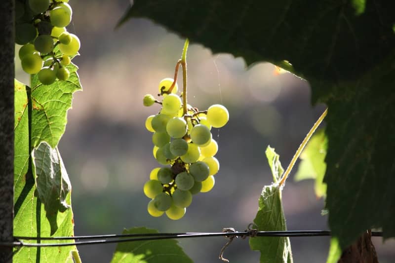 Green grapes hang from a vine in the sunlight.