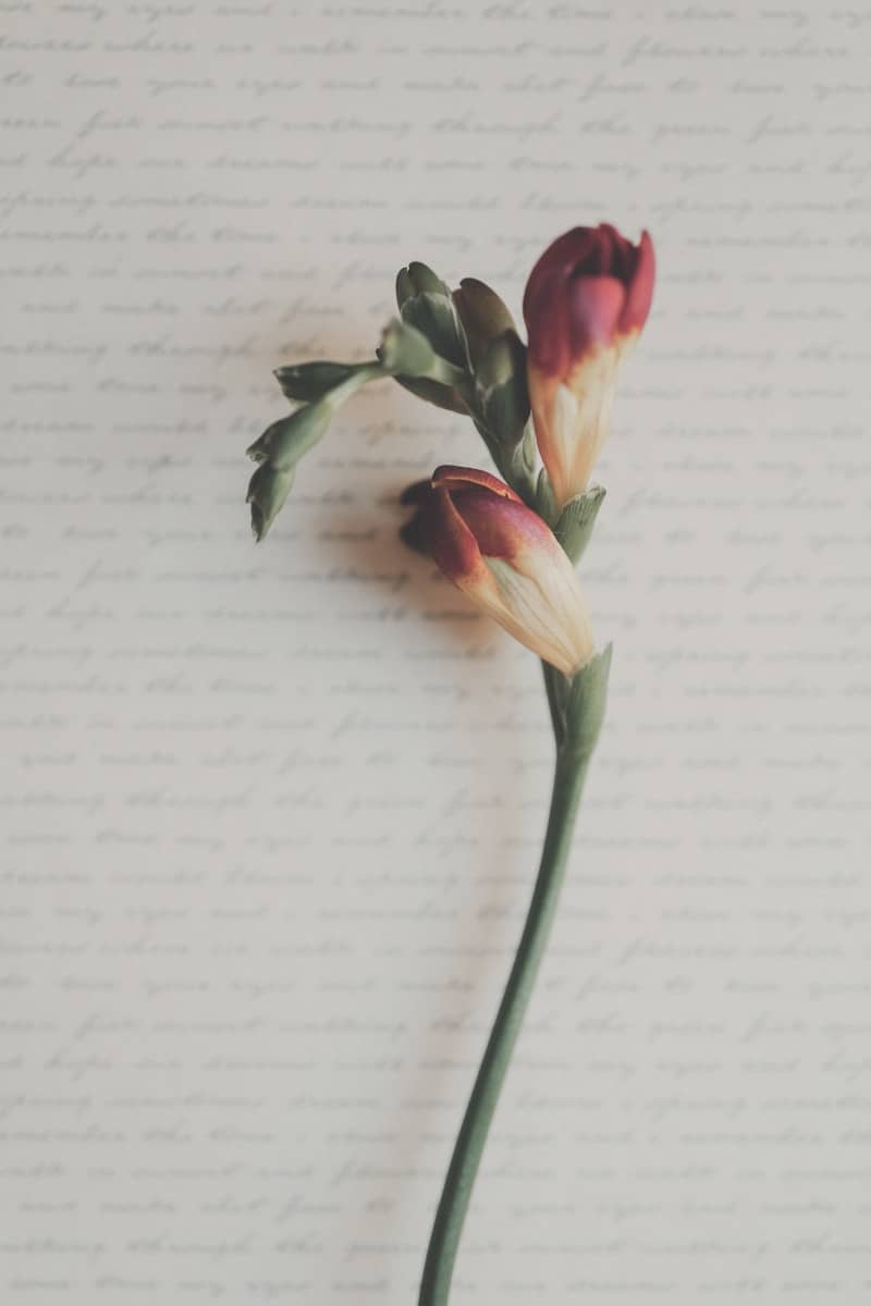 Red and yellow flower buds against a subtle script background.