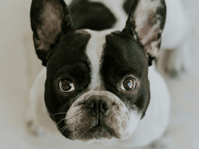 A french bulldog looking at the camera.