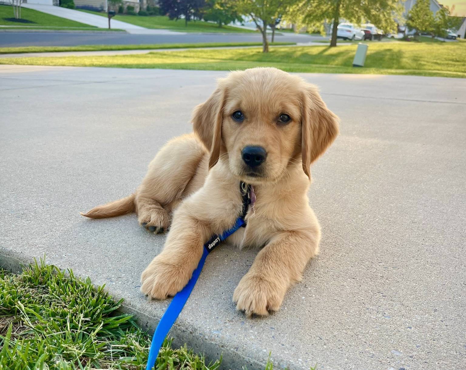 golden retreiver puppy sitting on a concrete driveway