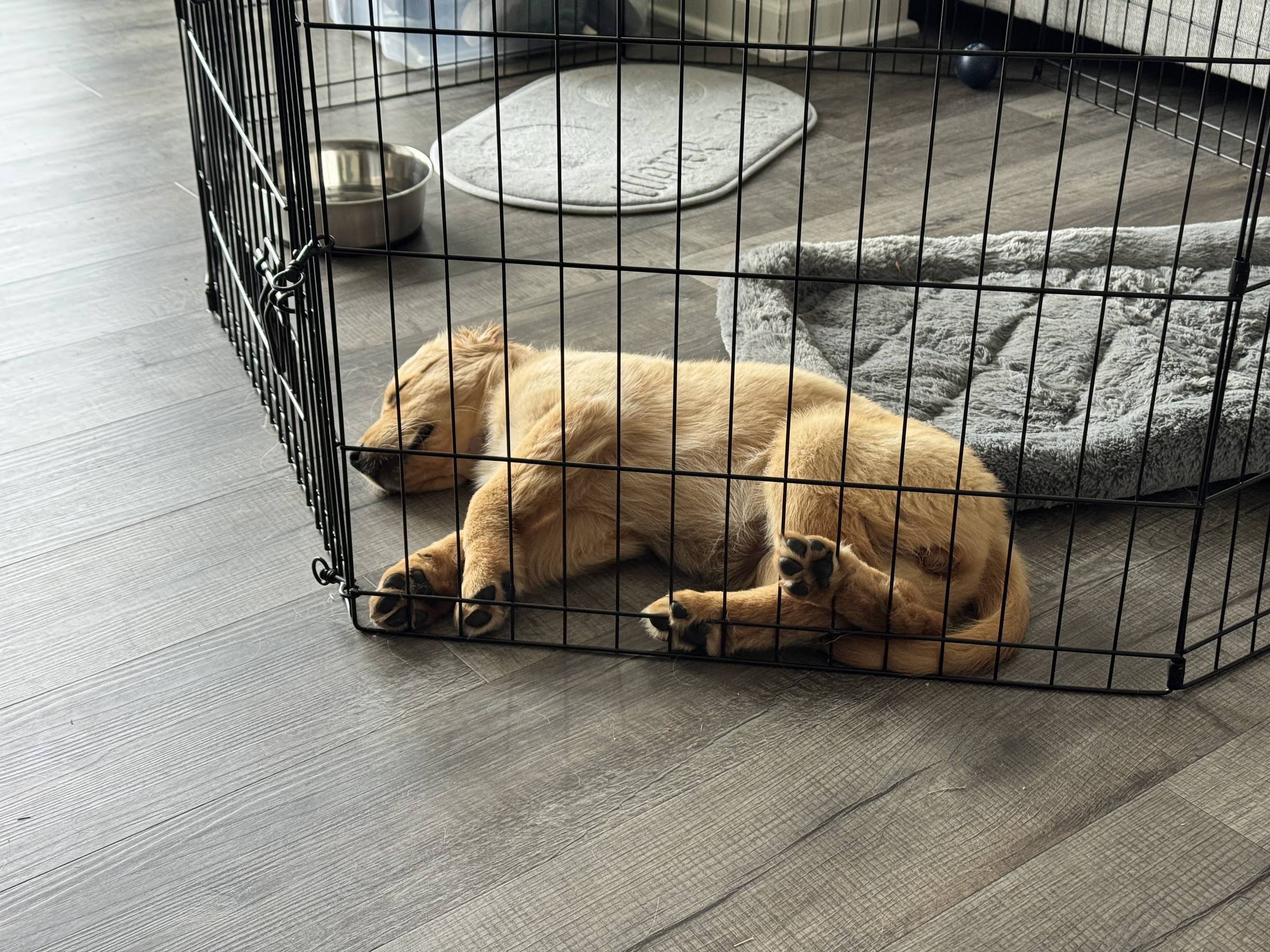 golden retriever puppy sleeping inside a metal pen area