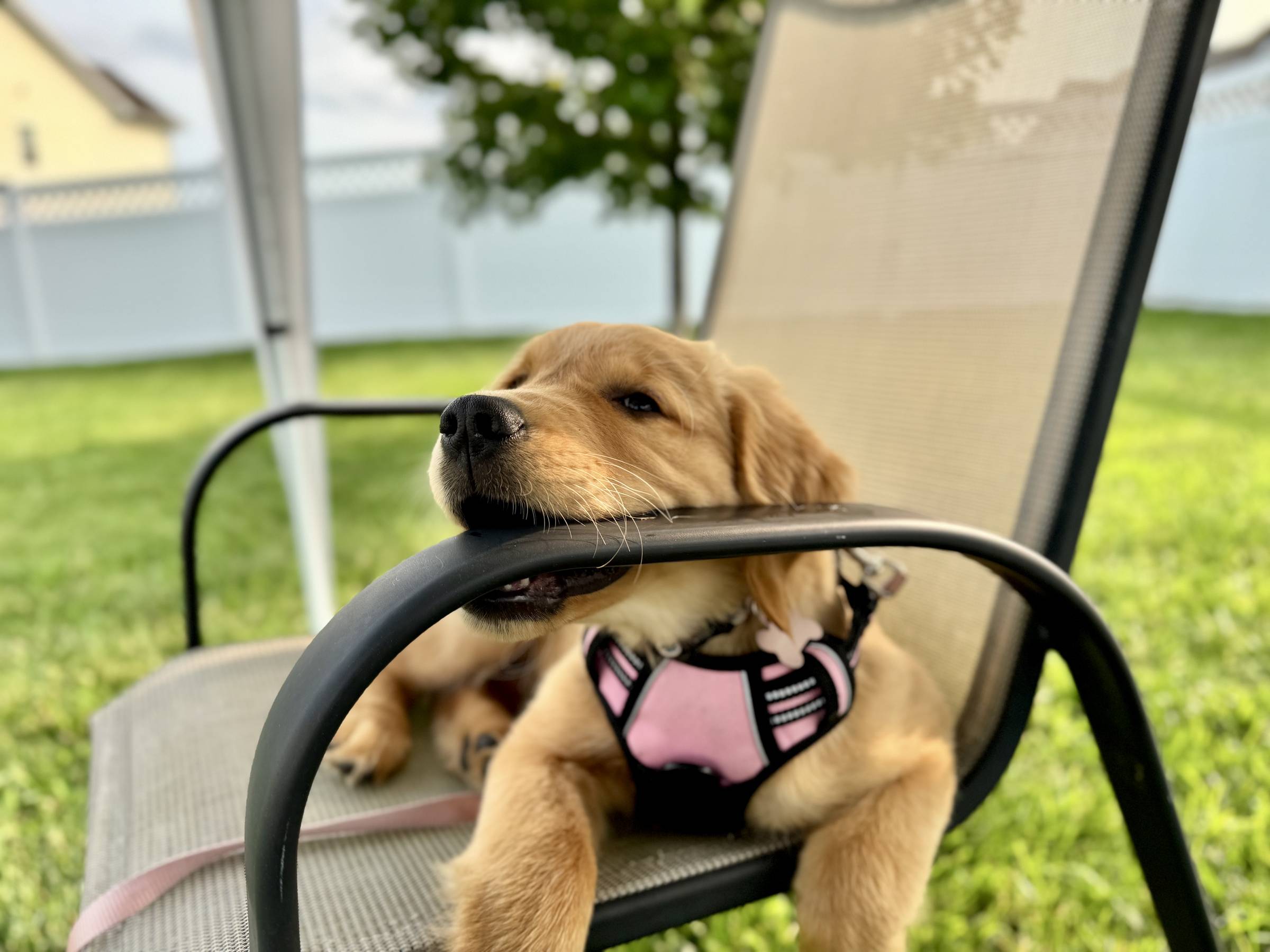 golden retriever puppy chewing on a metal chair arm