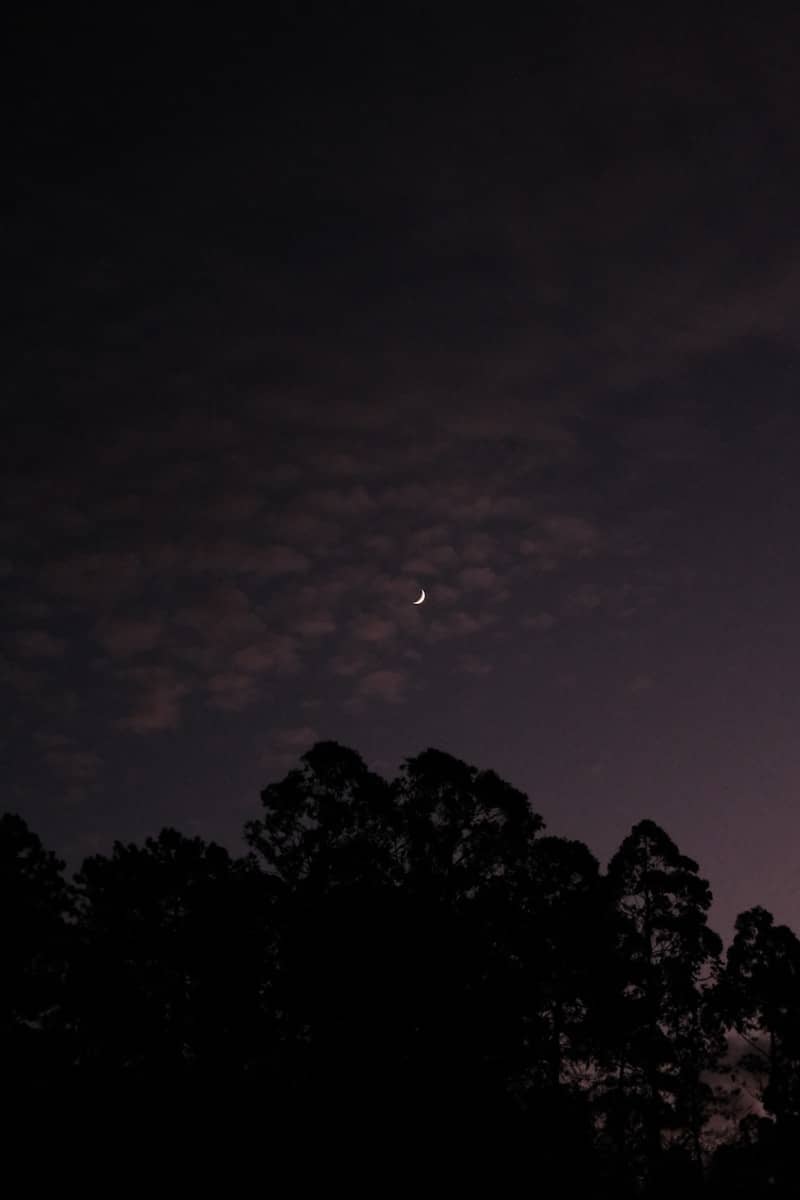 Crescent moon in a cloudy night sky over trees