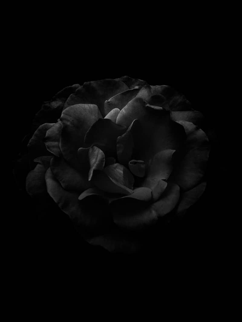 A dark rose with many petals on black background