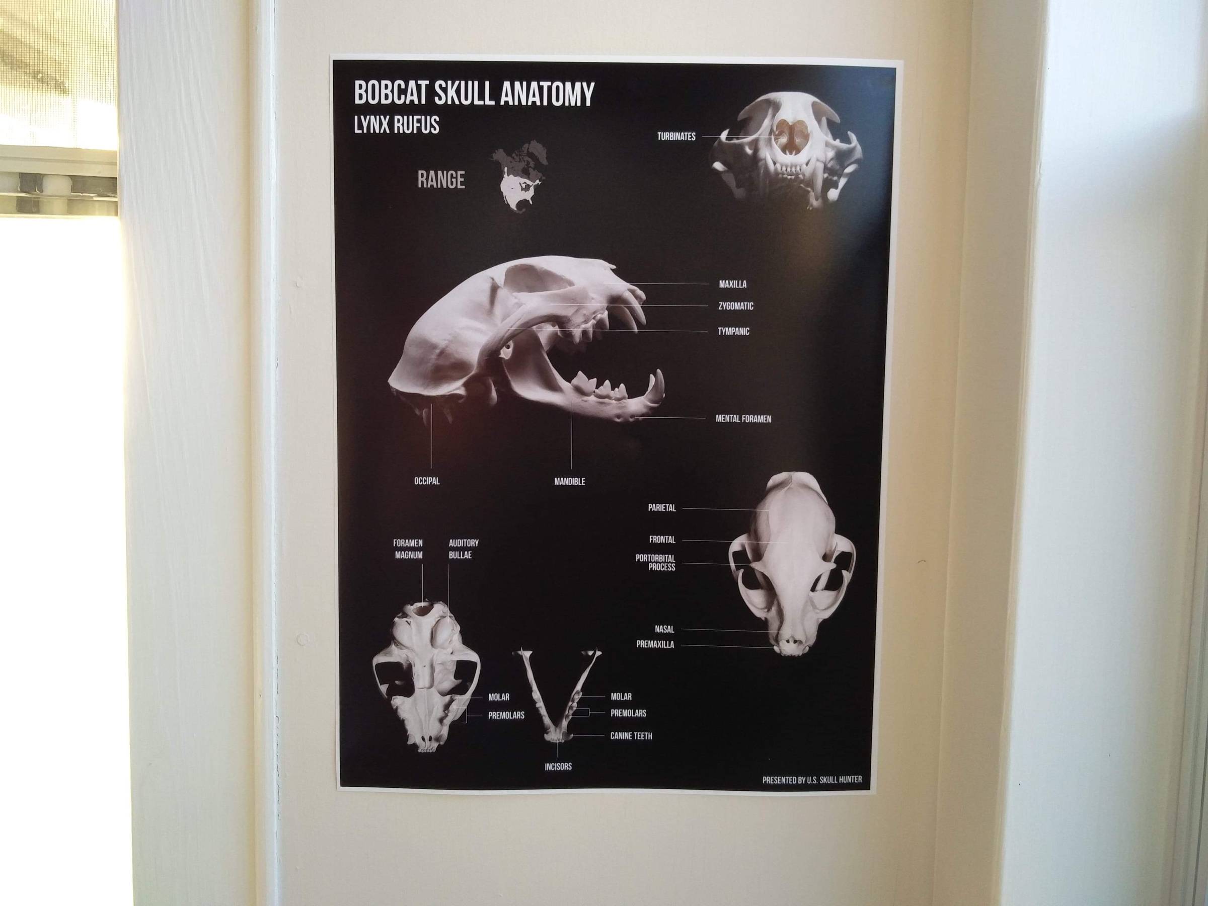 Bobcat Skull Anatomy Poster