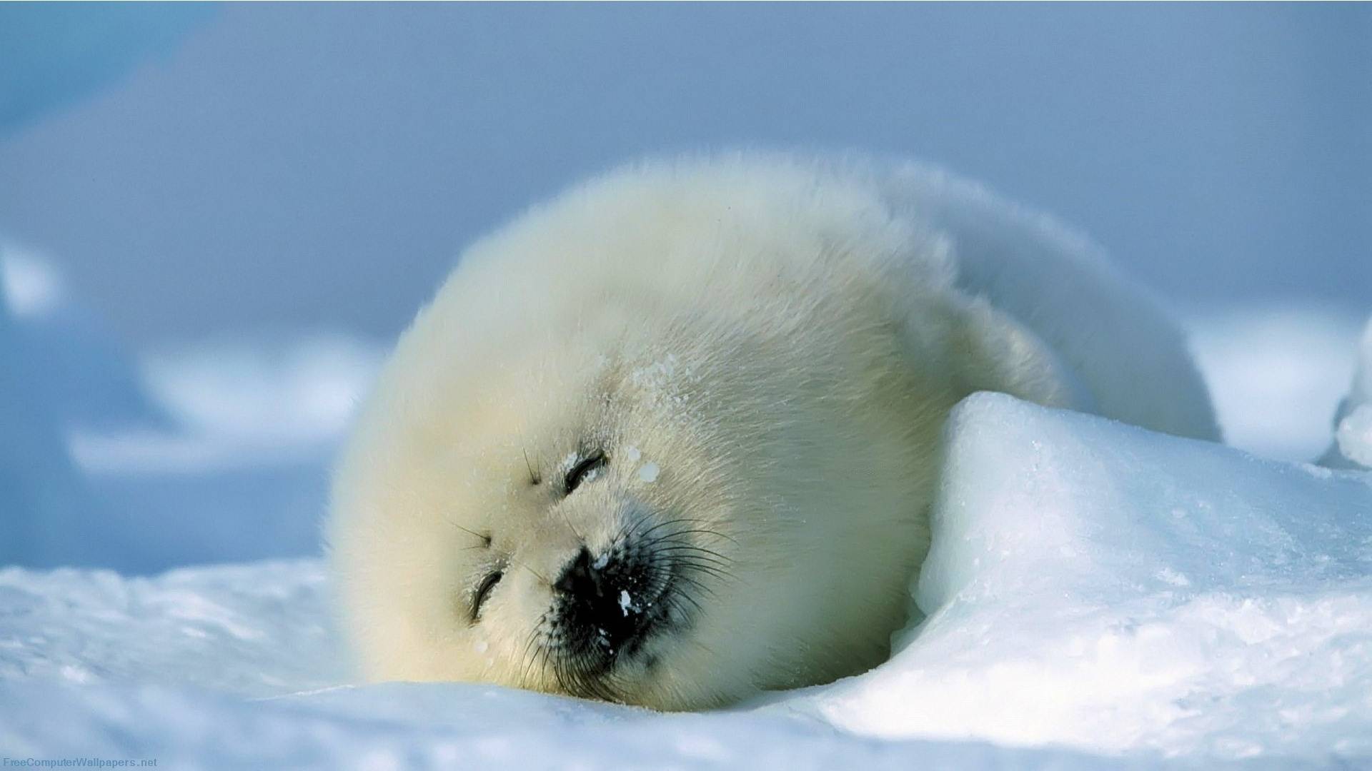 A cute picture of a seal