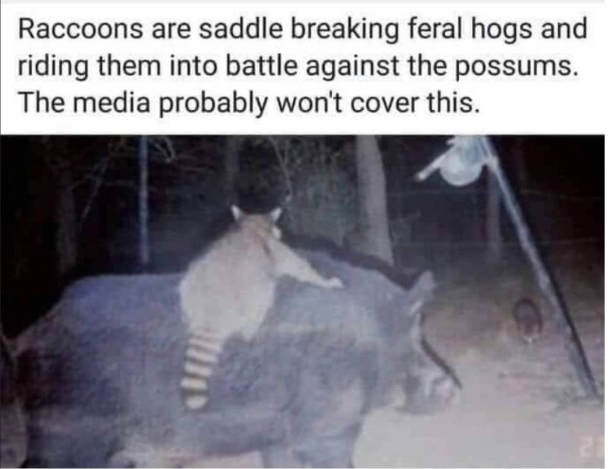 raccoons meme