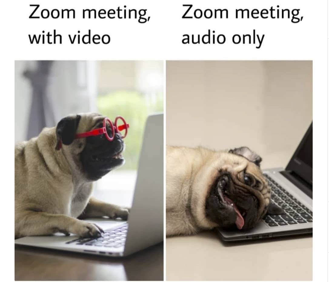 dog zoom meme