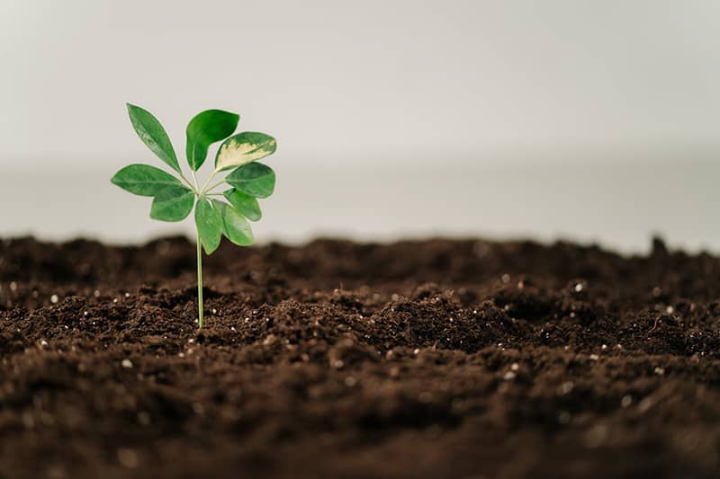 Emerging Growth