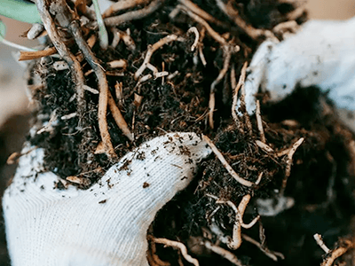 Preparing the roots.