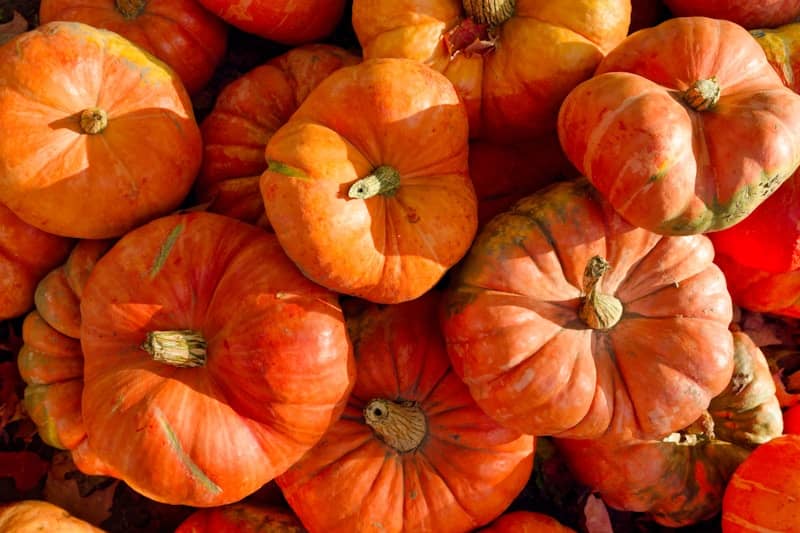 A pile of pumpkins sitting next to each other