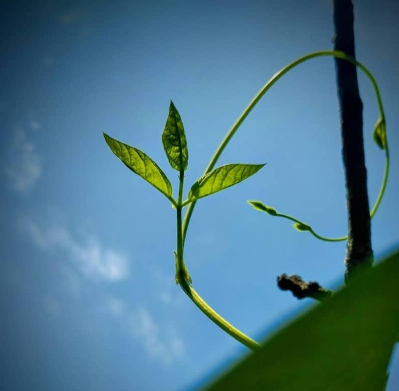 Young green plant growing against a blue sky.