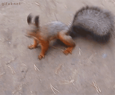 gif of a squirrel appearing to dance with a quickly swishing tail