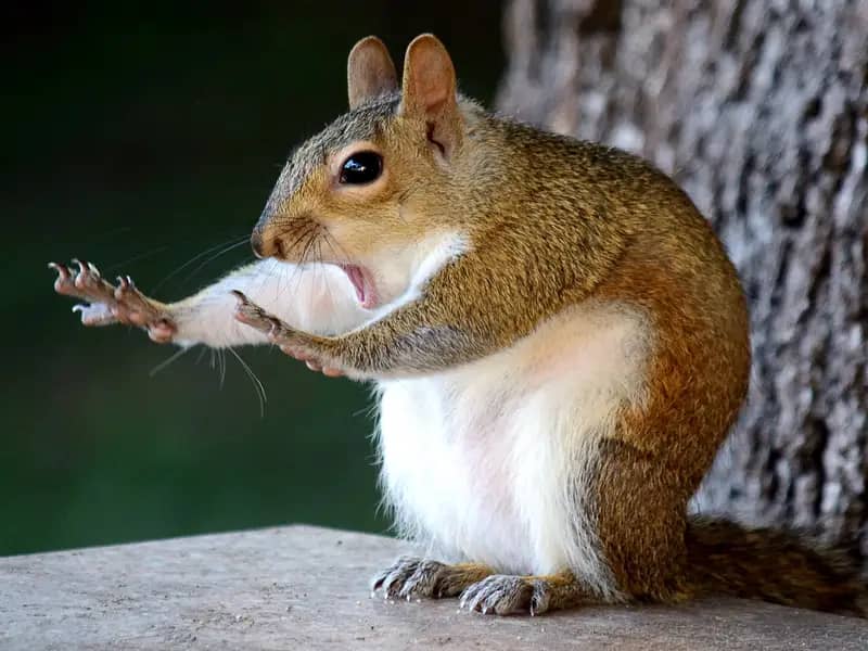 photo of a squirrel holding its forepaws out comically