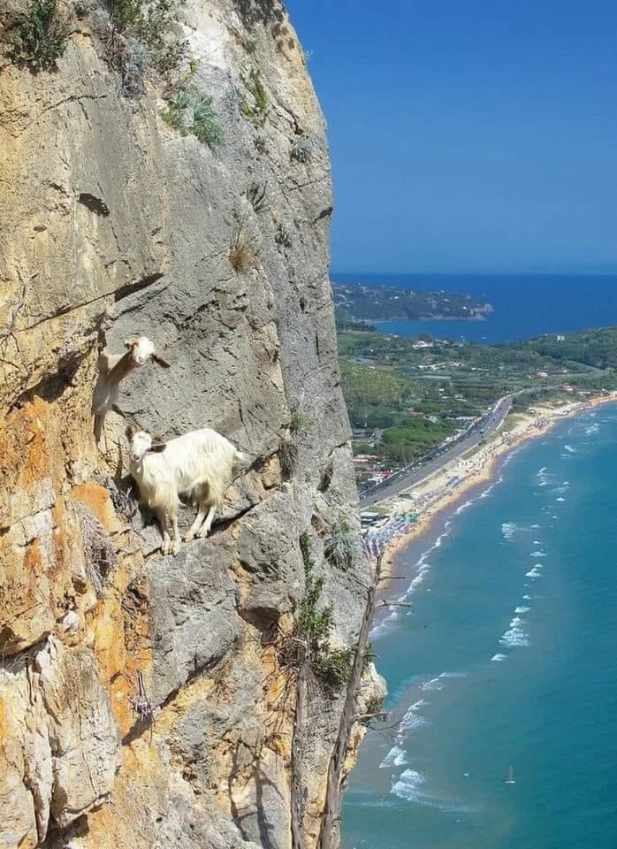 Two goats precariously perched on a seaside cliff