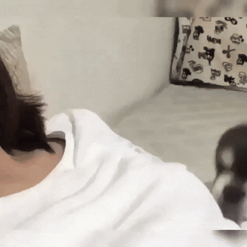gif of a puppy plopping onto her mama
