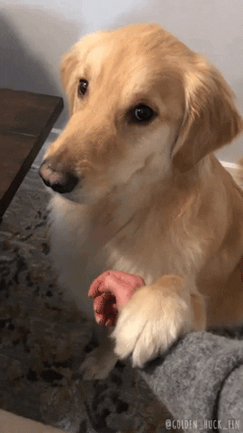 gif of a dog with its paw on a person's wrist