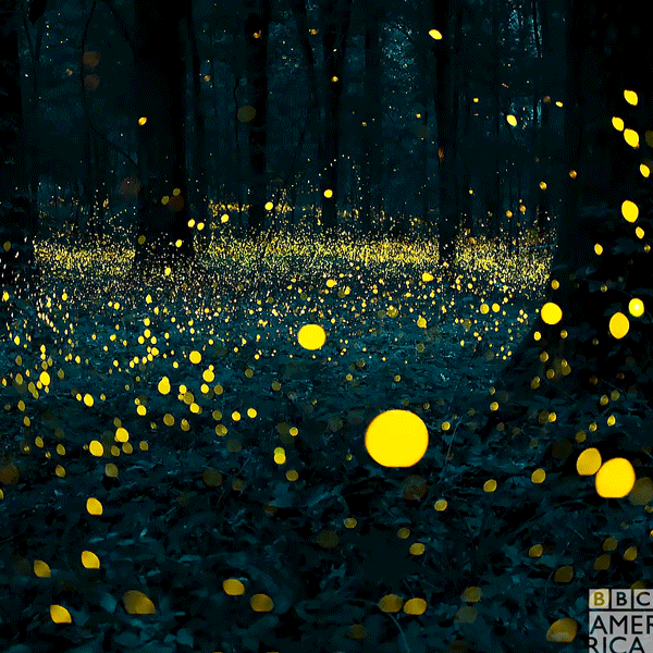 a host of fireflies in a forest