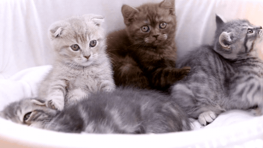 four kittens in a cat bed, resting, purring, and lightly playing