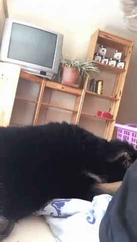 GIF of a dog waking up with a funny look and floppy ears