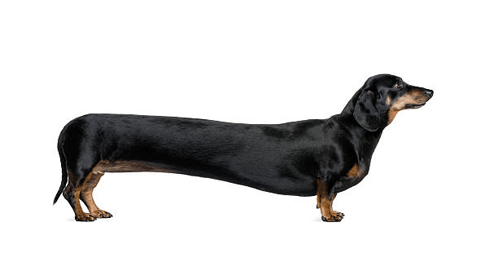 image of a super long dachsund