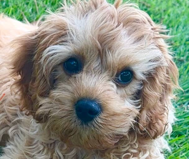 Photo closeup of our new puppy, Charlie, an auburn cavapoo