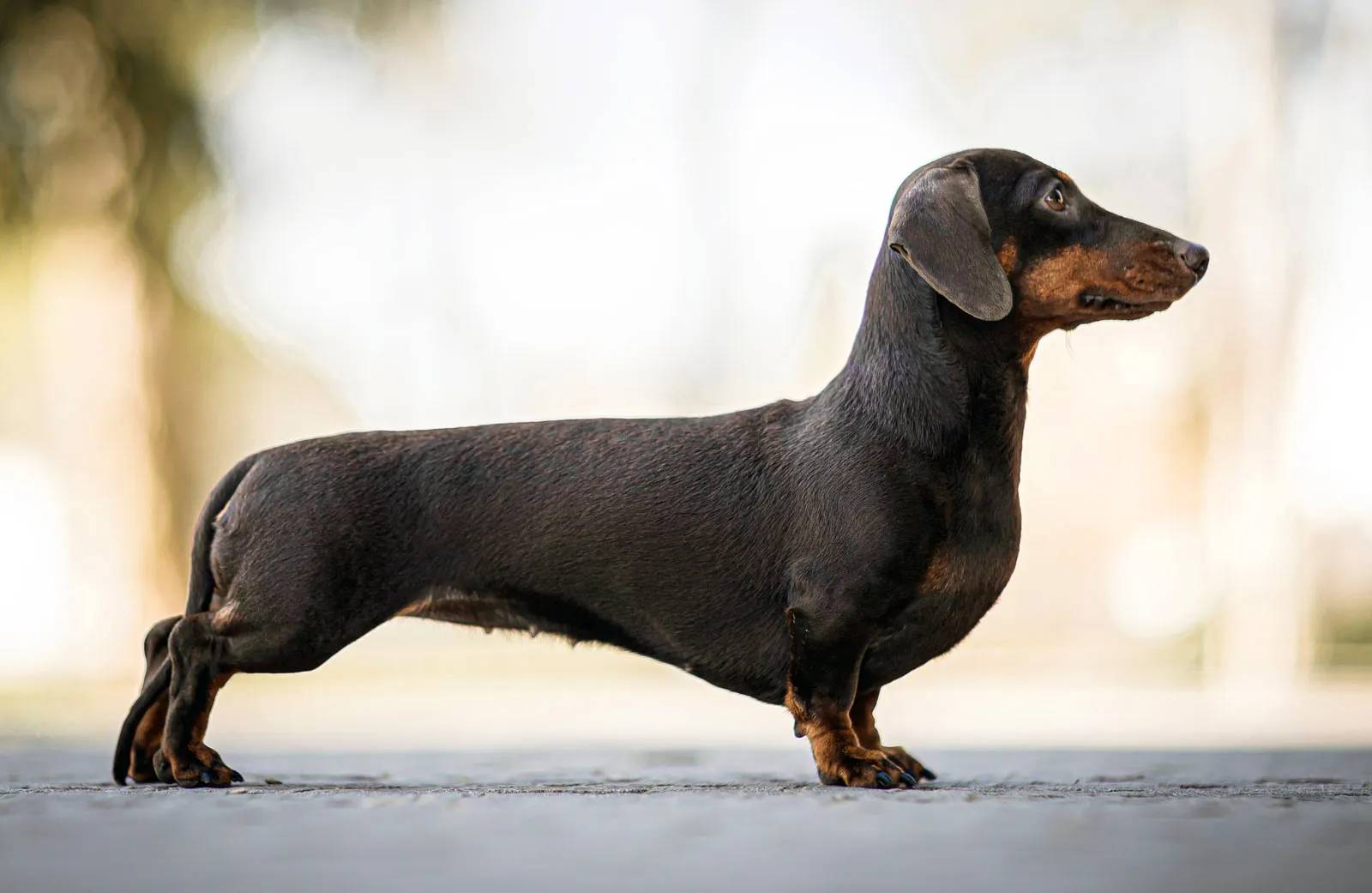 image of a dachsund