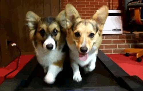 a gif of two Corgi dogs walking on a treadmill.