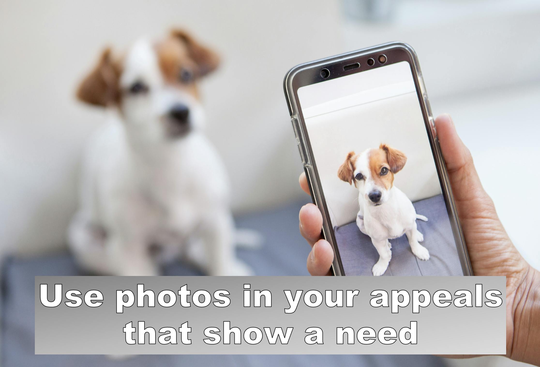 a photo of a dog, with the headline "Use photos in your appeals that show a need"