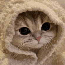 photo of a kitten hooded by a blanket around its little face