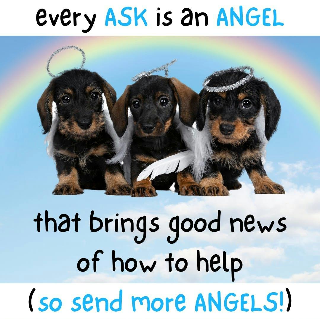 photo of puppies with halos, with text that reads, "Every ASK is an ANGEL bringing good news of how to help. (So send more ANGELS.)