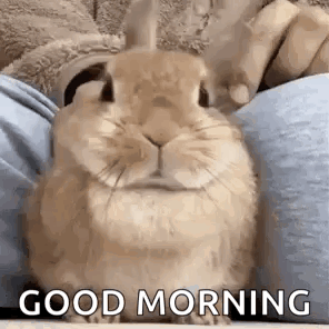 GIF of a bunny rabbit moving its ears from side to side